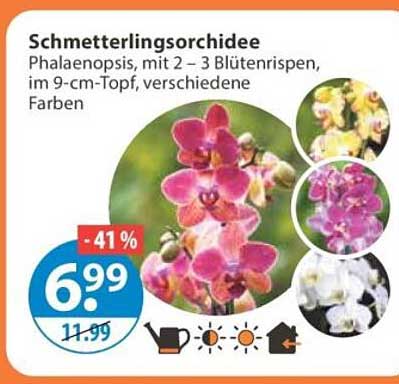 Schmetterlingsorchidee