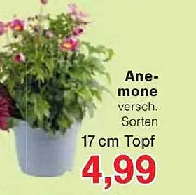 Anemone verschiedene Sorten 17 cm Topf