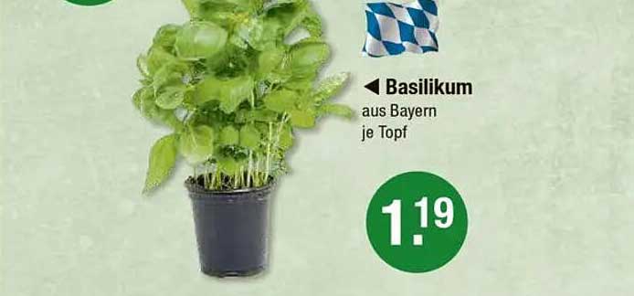 Basilikum aus Bayern je Topf