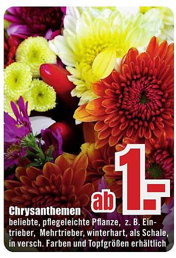 Chrysanthemen ab 1,-