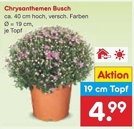 Chrysanthemen Busch - Multicolor - 40 cm hoch