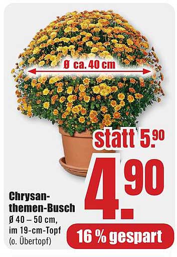 Chrysanthemen-Busch Ø 40 - 50 cm, im 19-cm-Topf