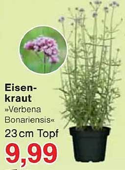 Eisenkraut »Verbena Bonariensis« im 23 cm Topf