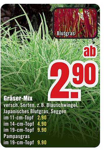 Gräser-Mix - Verschiedene Sorten, z.B. Blau-Schwingel, Japanisches Blutgras, Seggen
