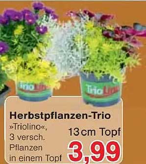 Herbstpflanzen-Trio »Triolino«, 3 verschiedene Pflanzen in einem Topf