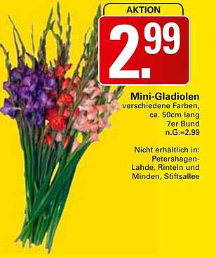 Mini-Gladiolen - zauberhafte Blüten für Ihr Zuhause