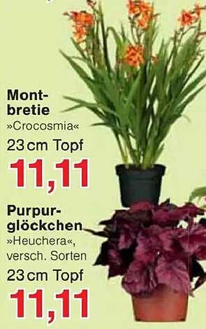 Montbretie »Crocosmia« 23 cm Topf und Purpurglöckchen »Heuchera«, verschiedene Sorten 23 cm Topf