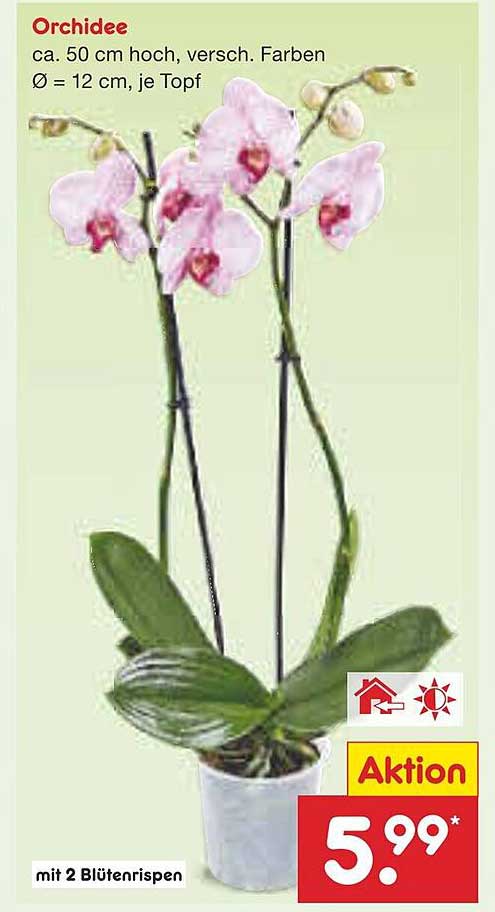 Orchidee mit 2 Blütenrispen, 50 cm hoch, verschiedene Farben