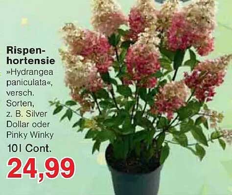 Rispenhortensie »Hydrangea paniculata«, verschiedene Sorten, z. B. Silver Dollar oder Pinky Winky