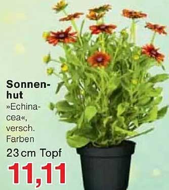 Sonnenhut »Echinacea«, verschiedene Farben, 23 cm Topf