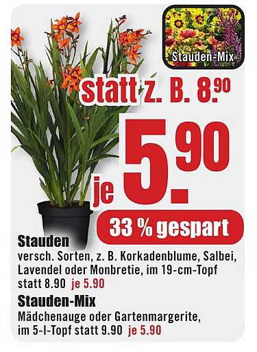 Stauden vers. Sorten, z. B. Korkadenblume, Salbei, Lavendel oder Monbreite im 19-cm-Topf