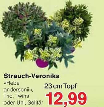 Strauch-Veronika »Hebe andersonii«, Trio, Twins oder Uni, Solitär 23 cm Topf