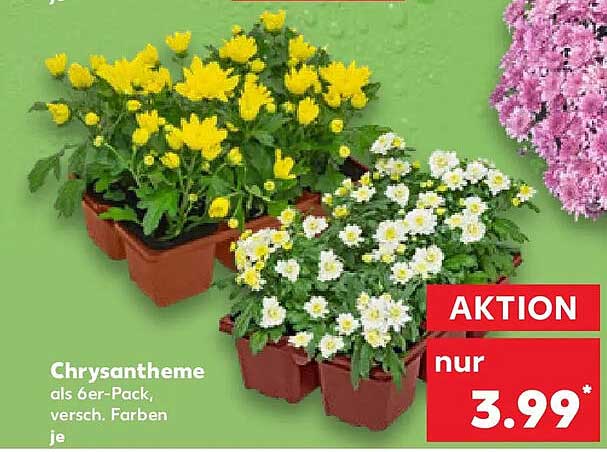 Chrysantheme als 6er-Pack, versch. Farben