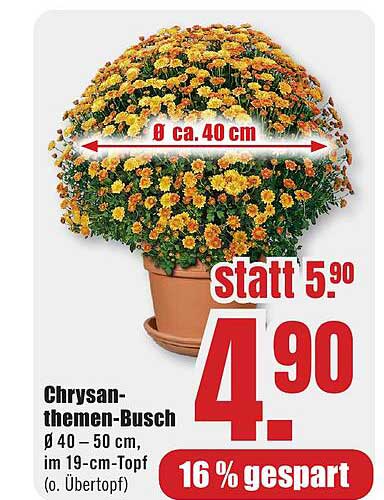 Chrysanthemen-Busch Ø 40 - 50 cm, im 19-cm-Topf (o. Übertopf)