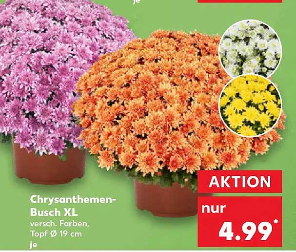 Chrysanthemen-Busch XL