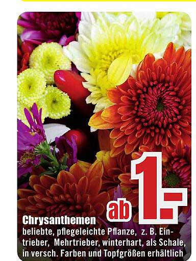 Chrysanthemen
