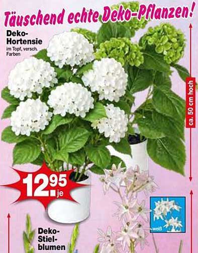Deko-Hortensie im Topf, versch. Farben