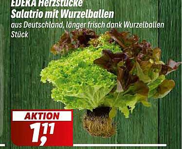 EDEKA Herzstücke Salatrio mit Wurzelballen