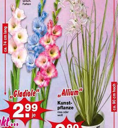 Gladiole