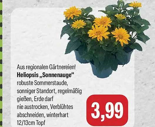 Heliopsis „Sonnenauge“
