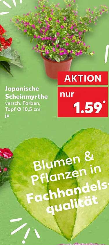 Japanische Scheinmyrthe versch. Farben, Topf Ø 10,5 cm je