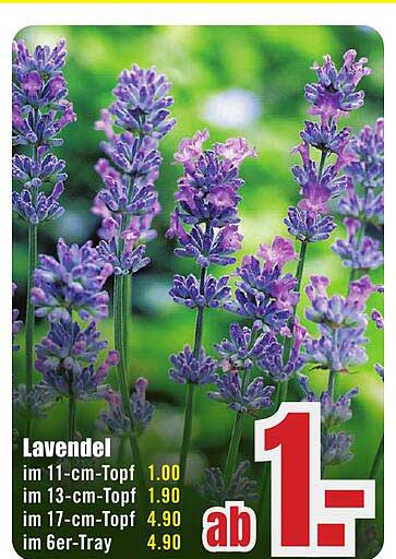 Lavendel
