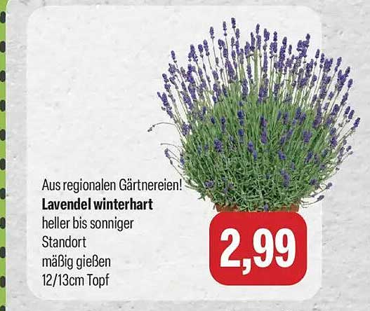 Lavendel winterhart