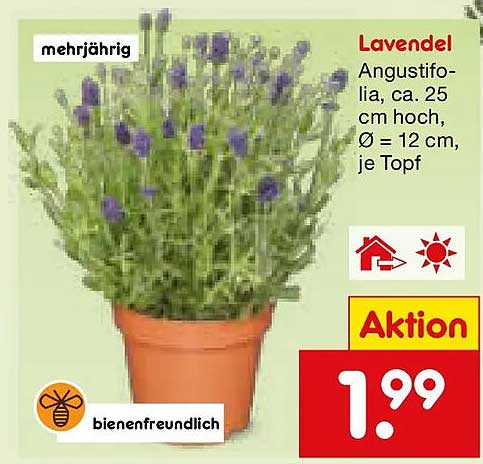 Lavendel