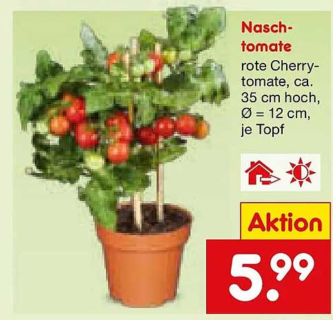 Nasch-tomate rote Cherry-tomate, ca. 35 cm hoch, Ø = 12 cm, je Topf