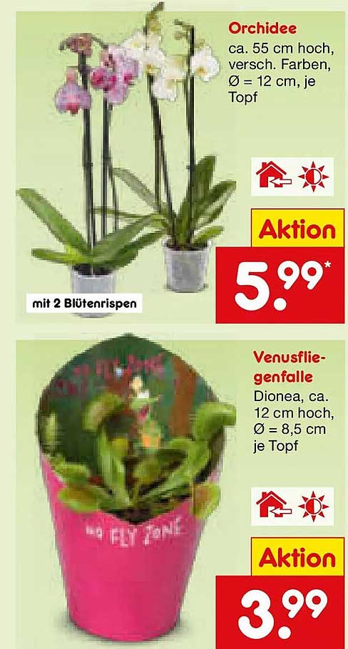 Orchidee