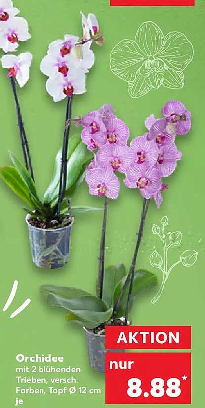 Orchidee mit 2 blühenden Trieben, versch. Farben, Topf Ø 12 cm je