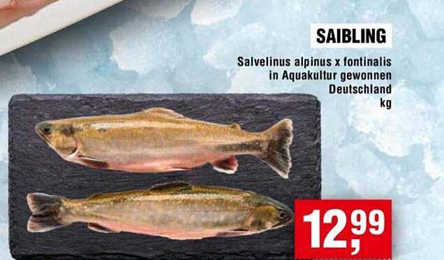 SAIBLING