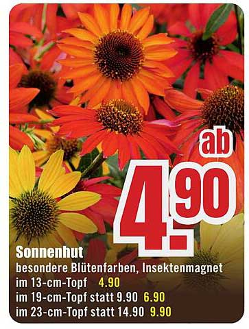 Sonnenhut