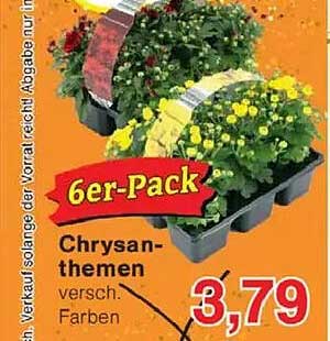 6er-Pack Chrysanthemen - verschiedene Farben