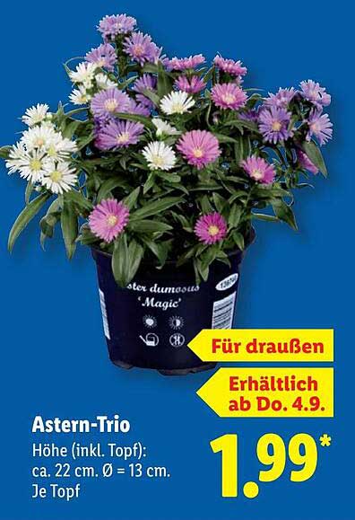 Aster-Trio – Für den perfekten Garten oder Balkon