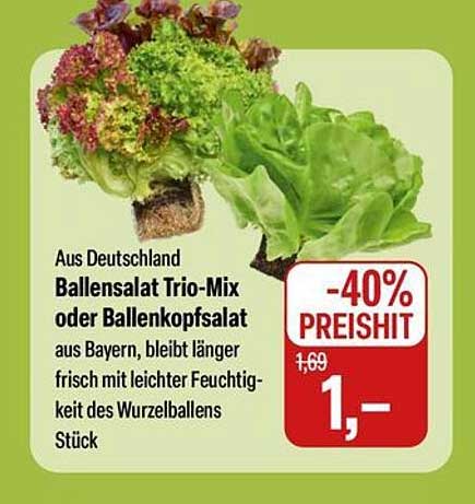 Ballensalat Trio-Mix oder Ballenkopfsalat