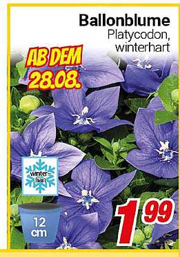 Ballonblume Platycodon, winterhart