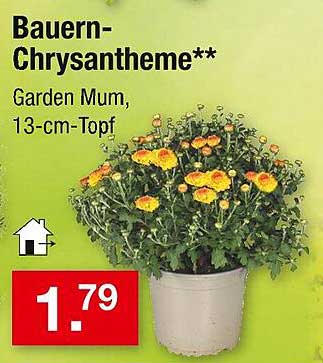 Bauern-Chrysantheme 13-cm-Topf