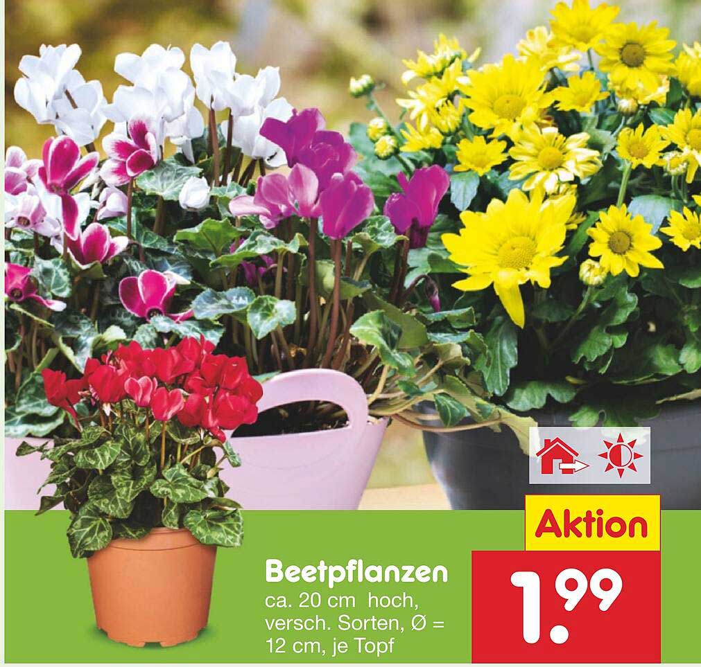 Beetpflanzen ca. 20 cm hoch, verschiedene Sorten, Ø = 12 cm, je Topf