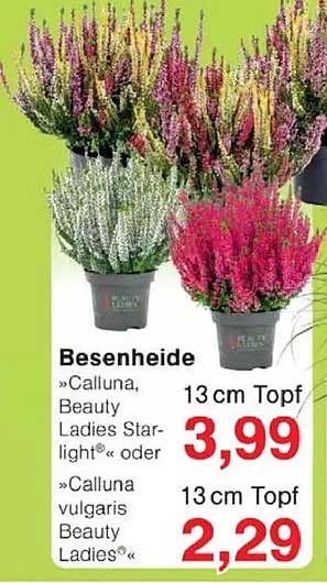 Besenheide »Calluna, Beauty Ladies Starlight®« oder »Calluna vulgaris Beauty Ladies®«