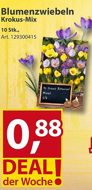 Blumen-Zwiebeln Krokus-Mix 10 Stk.