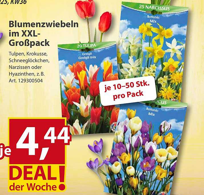 Blumenzwiebeln im XXL-Großpack