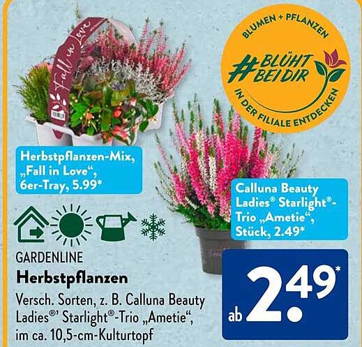 Calluna Beauty Ladies® Starlight® Trio "Ametie" im 10,5-cm-Kulturtopf ab 2,49*