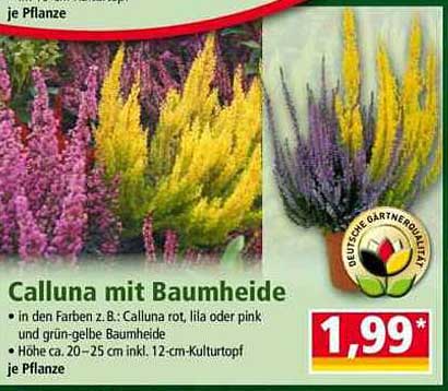 Calluna mit Baumheide in verschiedenen Farben