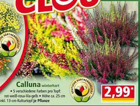 Calluna winterhart - 5 verschiedene Farben für Ihren Garten