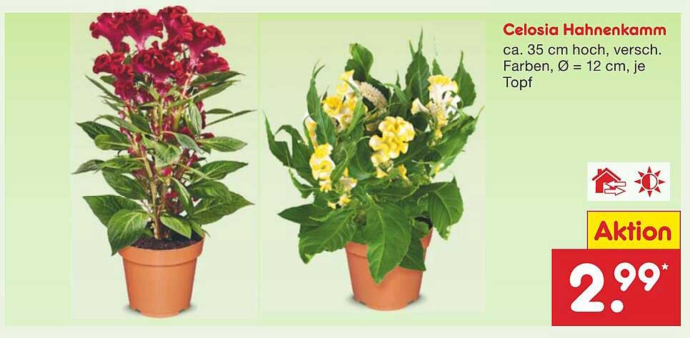 Celosia Hahnenkamm – Ein Blütenwunder für Ihr Zuhause