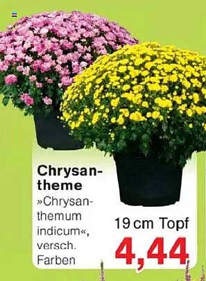 Chrysantheme »Chrysanthemum indicum«, versch. Farben