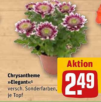 Chrysantheme »Elegant«