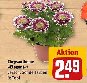Chrysantheme »Elegant« - versch. Sonderfarben, je Topf