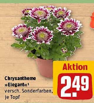 Chrysantheme »Elegant« - verschiedene Sonderfarben, je Topf